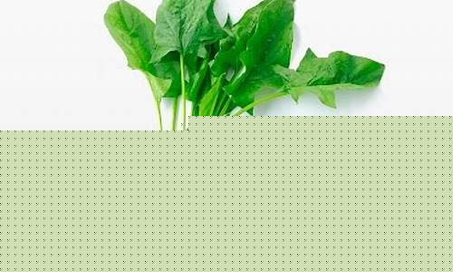 菠菜公司网上开户：菠菜公司网址(菠菜公司排行网址)
