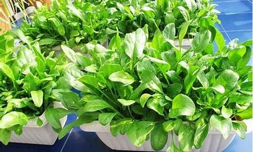 银河直营正网：菠菜信息技术(菠菜客户资料数据) (2)