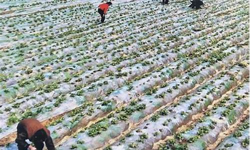 菠菜网(菠菜网免费领取体验金) (15)