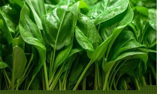 金沙官方登录：菠菜排名网(菠菜信誉排行) (2)