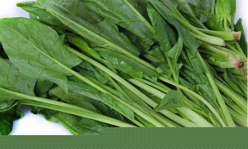 菠菜信息大全(菠菜饼的做法大全)